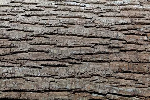 Embossed texture of the bark of tree Stock Photos