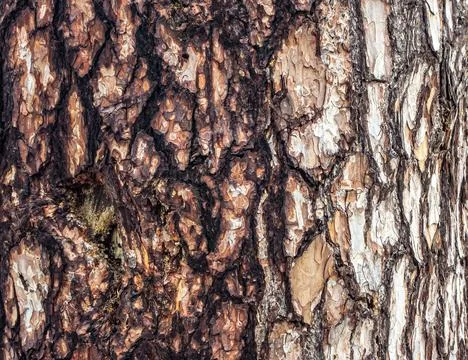 Embossed texture of the brown bark Foto stock