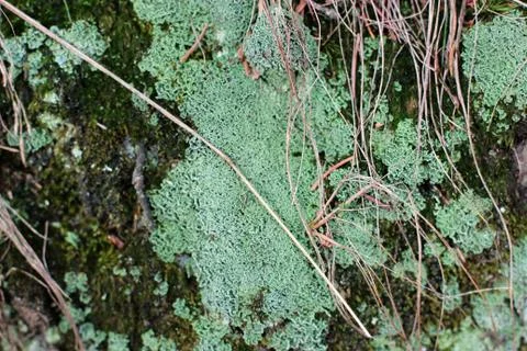 Embossed texture of the brown bark of a tree with green moss and lichen on it Stock Photos