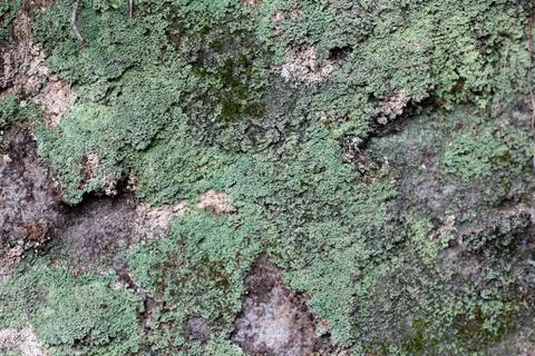 Embossed texture of the brown bark of a tree with green moss and lichen on it Stock Photos