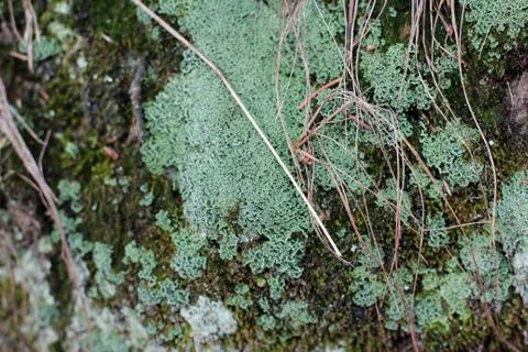 Embossed texture of the brown bark of a tree with green moss and lichen on it Stock Photos