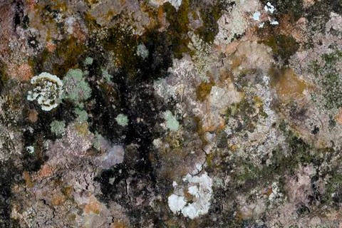 Embossed texture of the brown bark of a tree with green moss and lichen on it Stock Photos