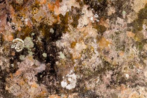 Embossed texture of the brown bark of a tree with green moss and lichen on it Stock Photos