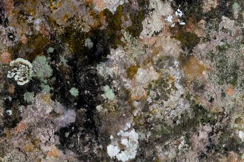 Embossed texture of the brown bark of a tree with green moss and lichen on it Stock Photos