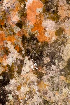 Embossed texture of the brown bark of a tree with green moss and lichen on it Stock Photos