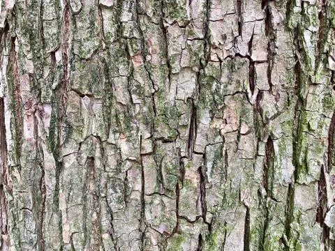 Embossed texture of the brown bark of a tree with green moss Stock Photos