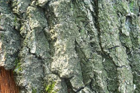 Embossed texture of the brown bark of a tree with green moss and lichen on it Foto stock