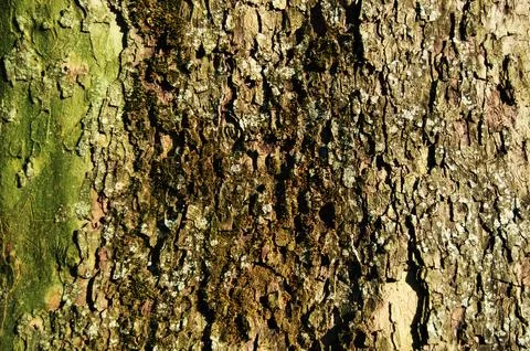 Embossed texture of the brown bark of a tree Stock Photos