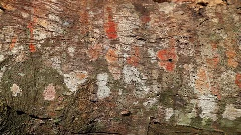 Embossed texture of the brown bark of a tree with green moss and lichen on it Stock Photos