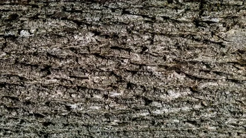 Embossed texture of brown tree bark. panorama of oak bark surface. Stock Footage 208149962