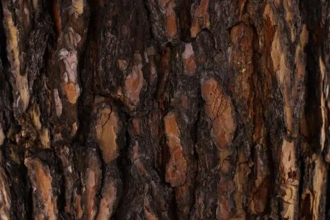 Embossed texture of brown tree bark with green moss and lichen on it. Stock Photos