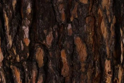 Embossed texture of brown tree bark with green moss and lichen on it. Stock Photos