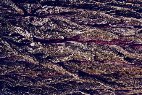 Embossed texture of brown tree bark with green moss on it. Horizontal photograph Stock Photos