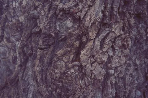 Embossed texture of brown tree bark with green moss on it. Horizontal photograph Foto stock