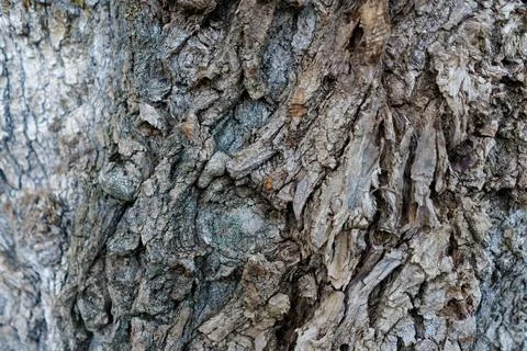 Embossed texture of brown tree bark with green blue moss on it. Horizontal Stock Photos