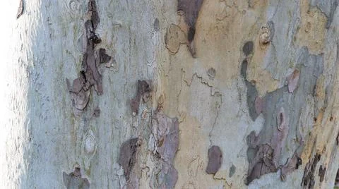 Embossed texture of tree bark close-up full frame Stock Photos