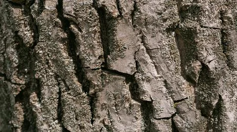 Embossed texture of walnut bark with green moss. photo of walnut texture. Stock Photos