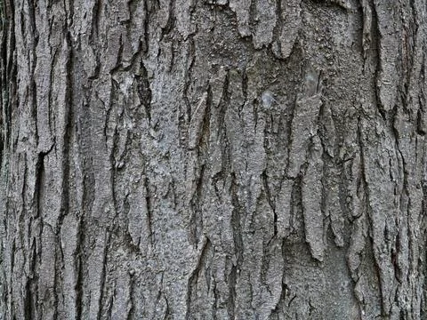 Embossed tree bark as a natural backdrop Stock Photos