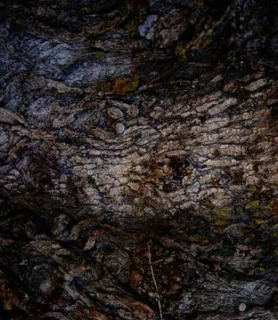 Embossed vertical texture of brown tree bark with green moss on it. Horizontal Stock Photos
