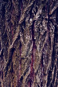 Embossed vertical texture of brown tree bark with green moss on it. Horizontal Stock Photos