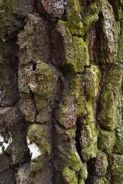 Embossed vertical texture of brown tree bark with green moss on it. Horizontal Foto stock