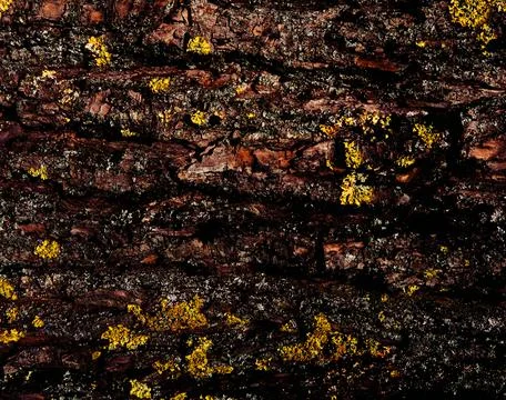 Embossed vertical texture of brown tree bark with green moss on it. Horizontal Stock Photos