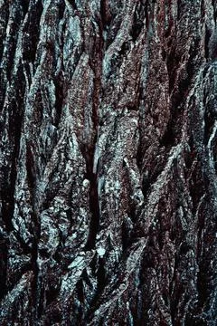 Embossed vertical texture of brown tree bark with green moss on it. Horizontal Stock Photos