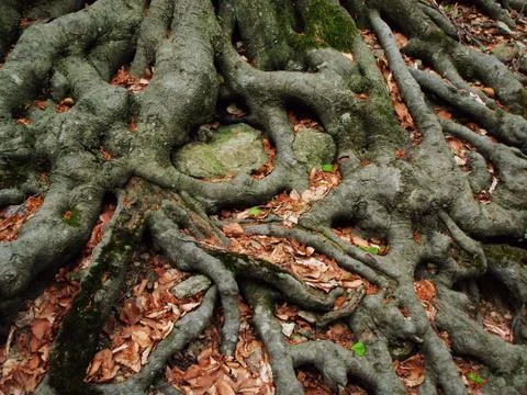 Embrace Stock Photos