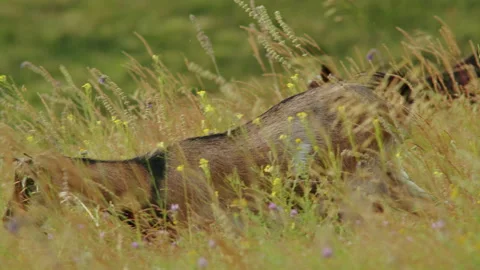 Embrace the tranquility of the alpine summer as an Ibex gracefully navigates the Stock Footage 244900294