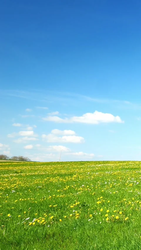 Embrace the Vibrance of Spring with Timelapse of Dandelions on a Green Meadow Stock Footage 309222968