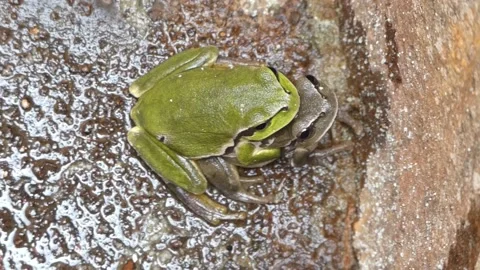 Embraced green frogs Stock Footage 209505078