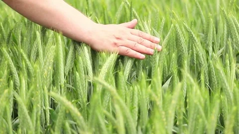 Embracing the Green: A Close Encounter with Wheat Fields in Full Bloom Vidéo 295338829