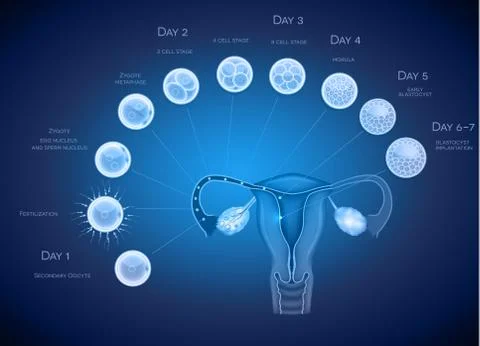 Embryo development abstract blue background. Stock Illustration