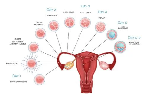 Embryo development Illustrazione stock