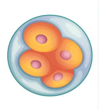 Embryo development Stockillustratie
