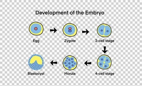 Embryo development stages, starting from egg, progressing Stock Illustration