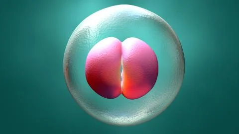 Embryo early stage Stock Illustration