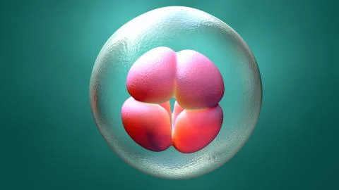 Embryo early stage Stock Illustration