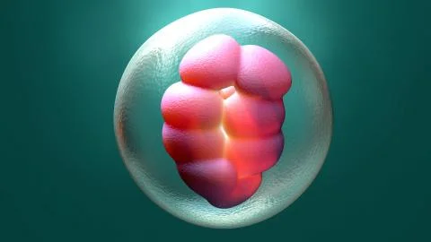 Embryo early stage Stock Illustration