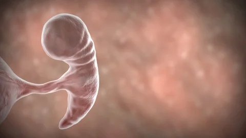 EMBRYO OF HUMAN Stock Footage 112097562