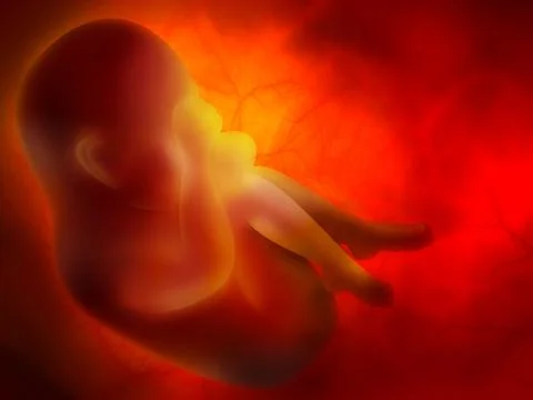 Embryo Stock Illustration