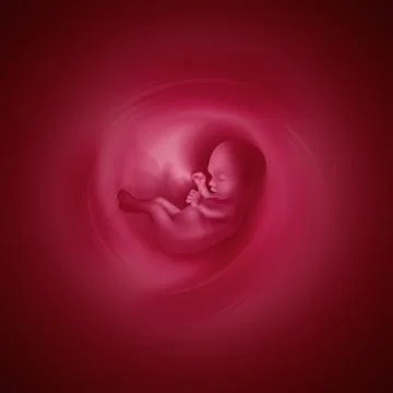 Embryo Stock Illustration