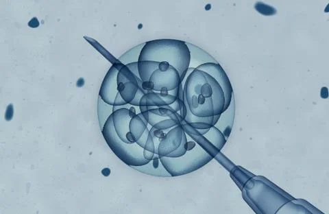 Embryo Stock Illustration