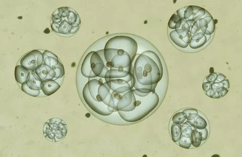 Embryo Stock Illustration