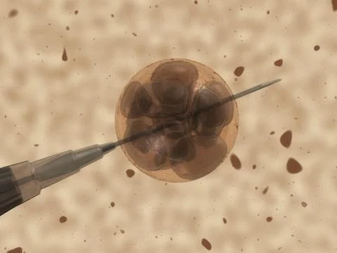 Embryo Stock Illustration
