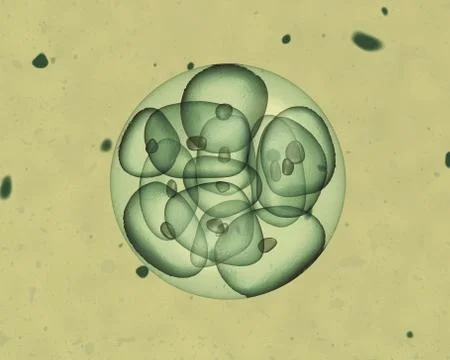 Embryo Stock Illustration