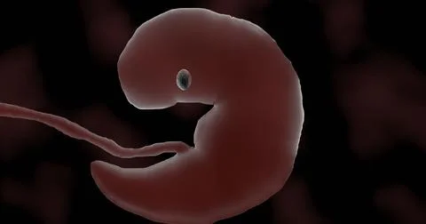 Embryo Illustrazione stock