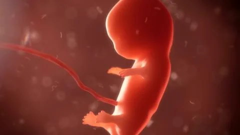 Embryo phase of born Stock Illustration