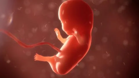 Embryo phase of born Stock Illustration