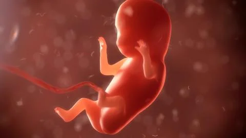 Embryo phase of born Stock Illustration
